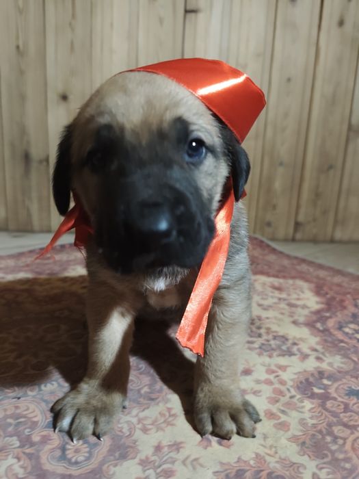 Щенки две девочки и два мальчика