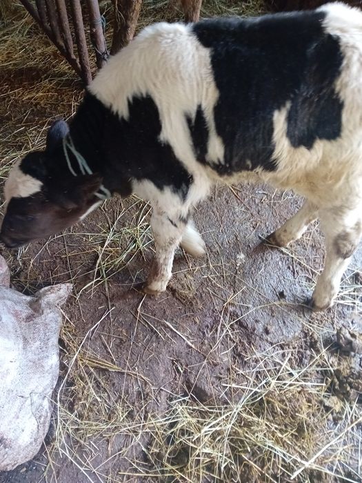 Vițel de monta de carne