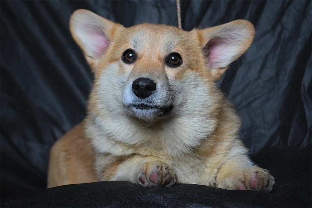 щенки японской сибы