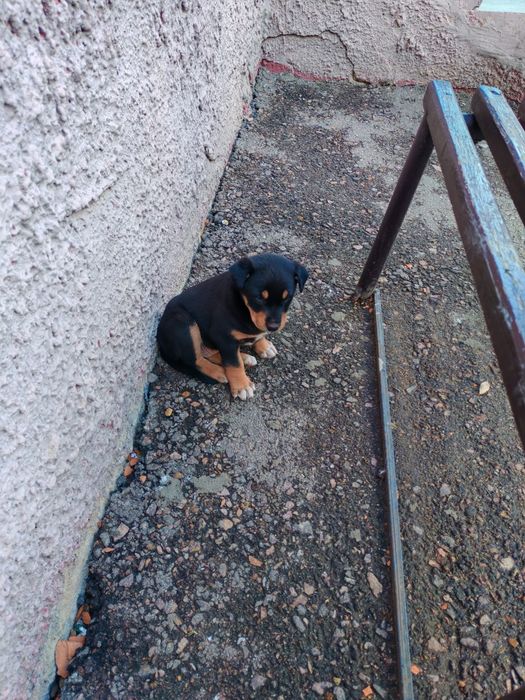 Щенок срочно в хорошие рукм