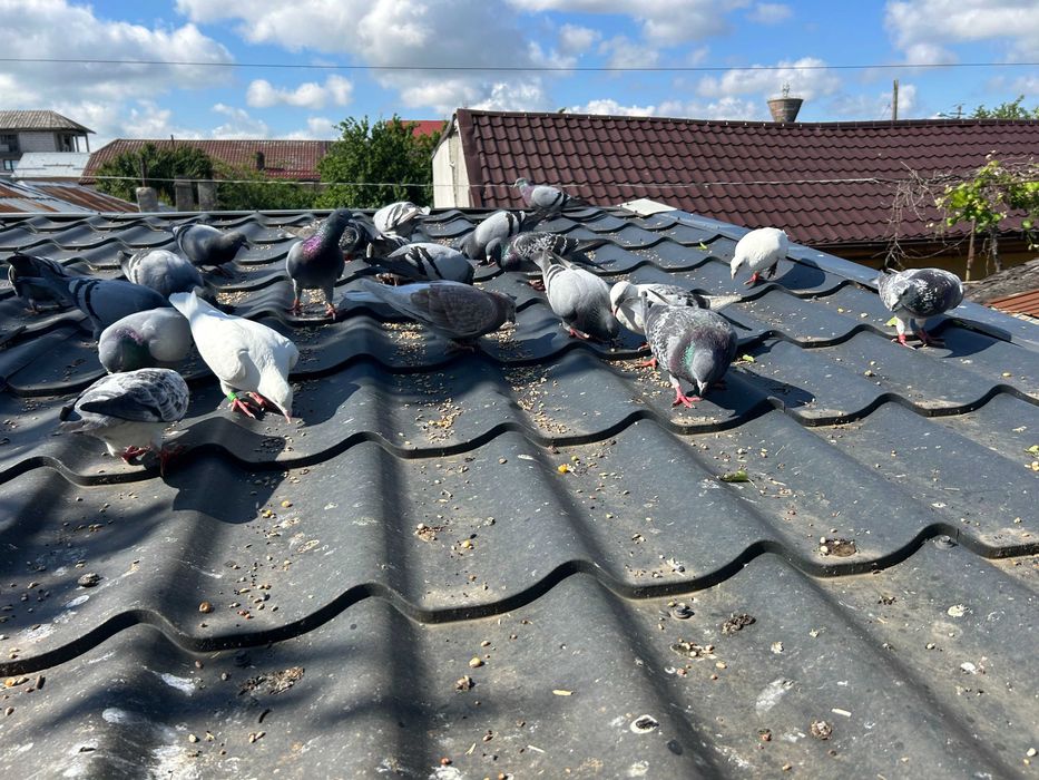 Porumbei Voiajori Originali  Culori  diferite  2020  -  2025 si   pui