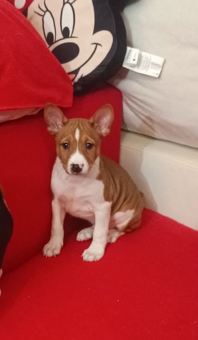 Basenji maro cu alb din părinți import, pedigree FCI !!!