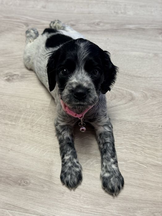 Спаниель Русский охотничий