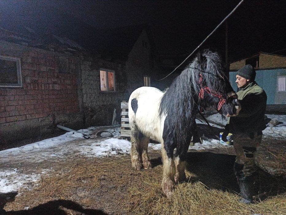 Vând sau schimb  cu oii