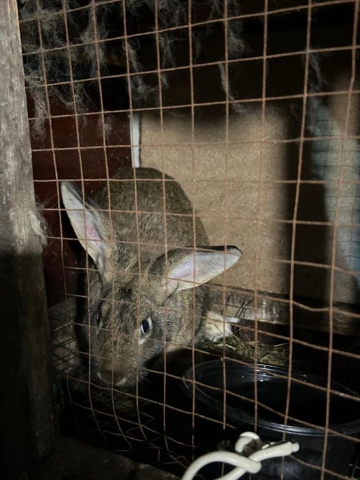 Продам кроликов