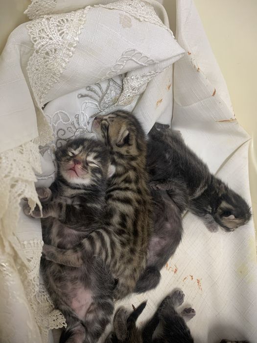 Toza zotli bengalskiy mushuk bolalari sotiladi