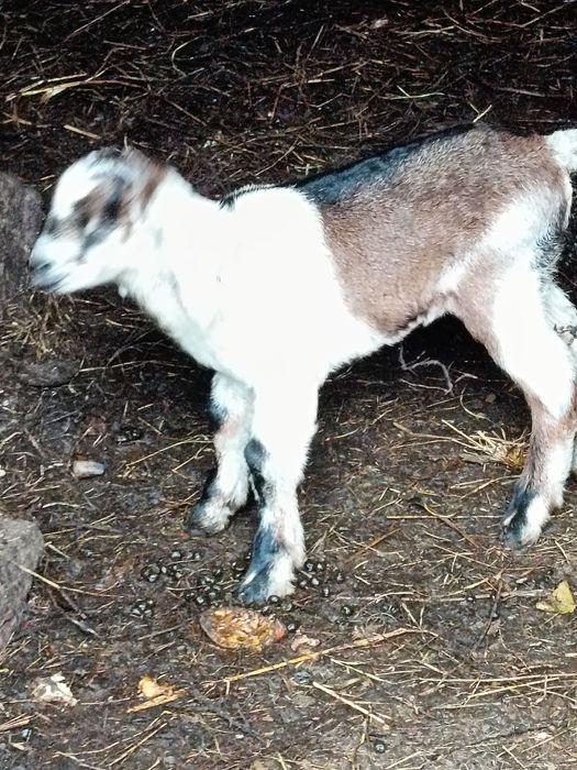 Lapte de capră anglo-nubian fără miros