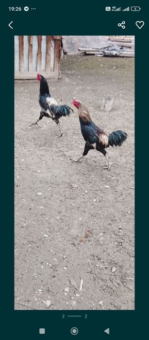 Срочна продам петухов