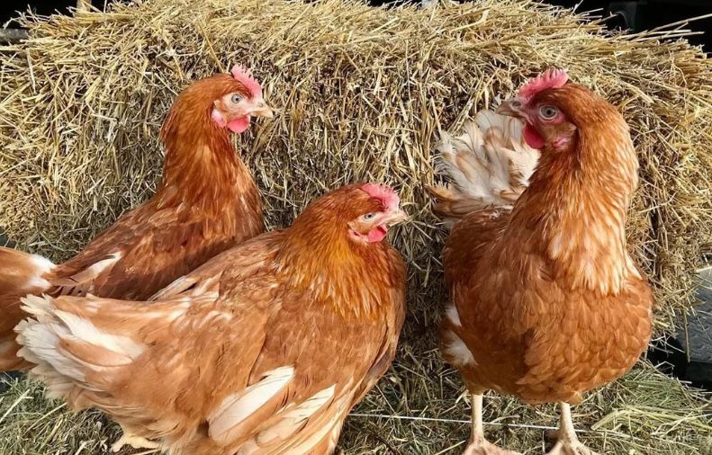 Куры поросята с доставкой до дома