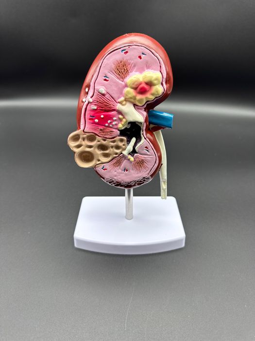 .Anotomik mulyaj maket modeli. Анотомические муляжи модели макеты