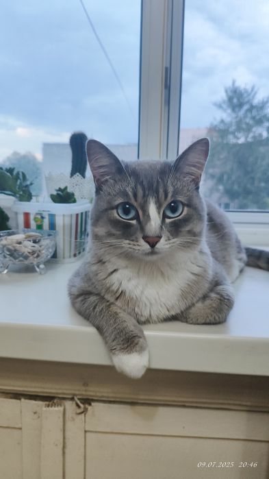 Отдам кота в добрые руки