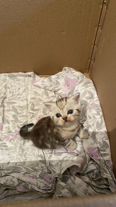 Шотладские котята