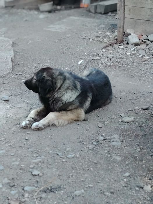 Catei in cautare de noi proprietari
