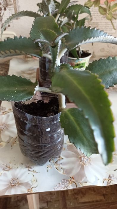 Пеларгония зональная ( герань)