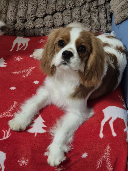 Cavalier king charles