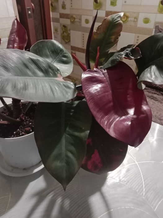 Филодендрон красноватый продам