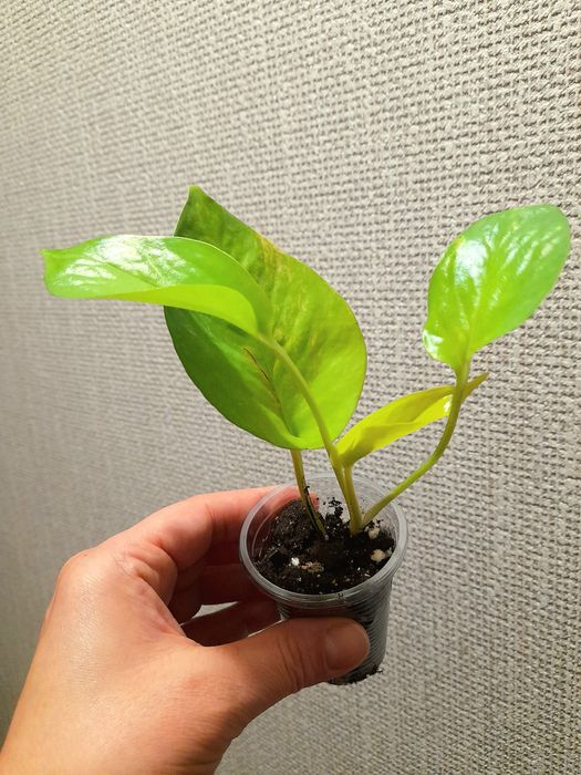 Продам Монстера Манки Адансони