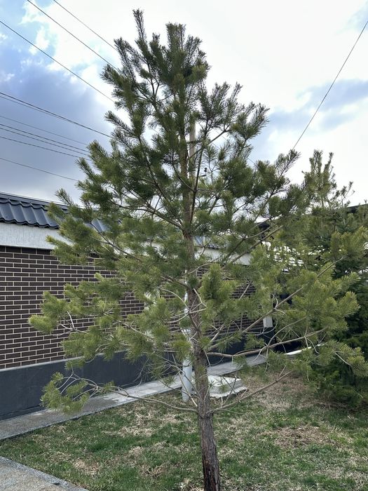 Продам ёлки три штуки