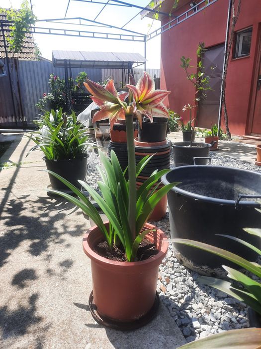 Vind crinii imperiali