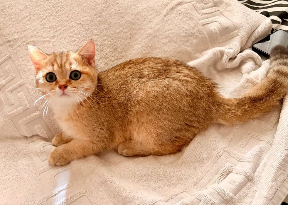 Чистокровное Краткосчерстные британские кошки котята.