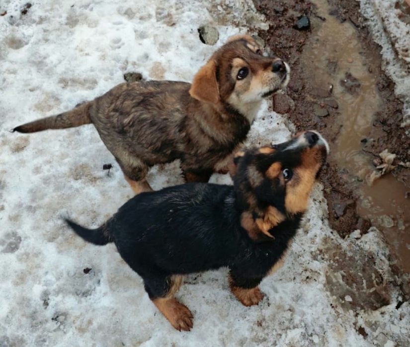 Щенки мальчик и девочка