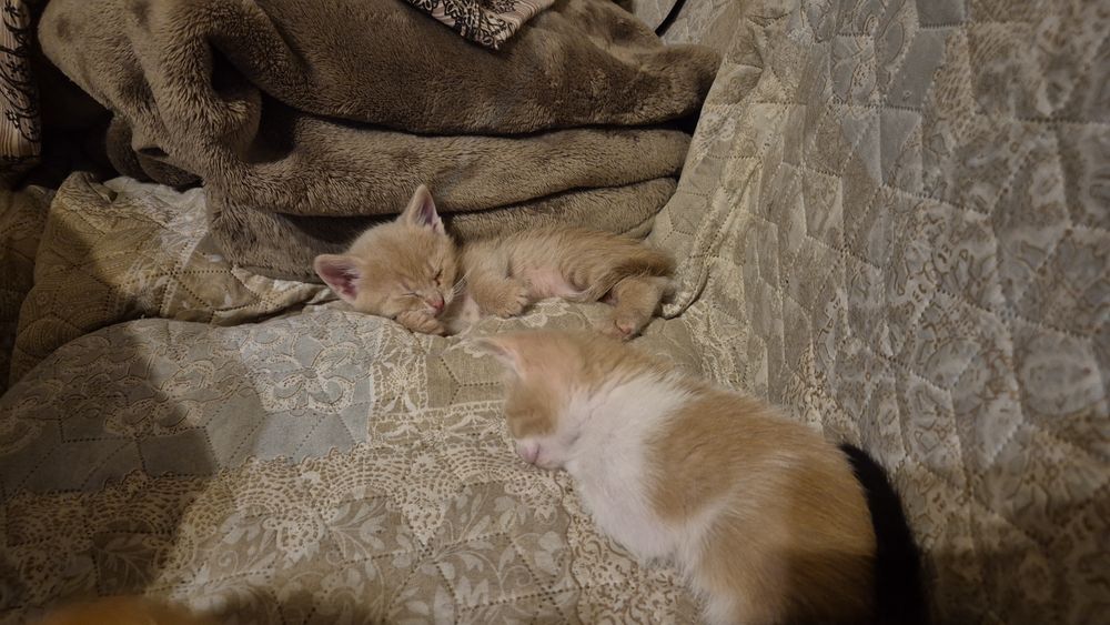 Подарявам  шепичка любов-5 малки, сладки котенца