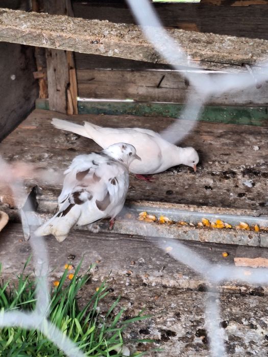 Vând turturele răzătoare