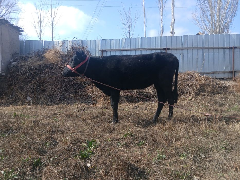 Сотилади соглом эмлашлари олинган