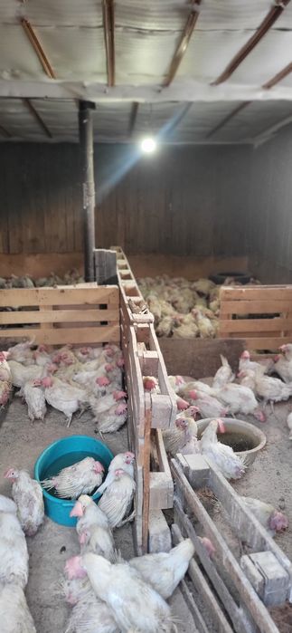 Кары несушки былые