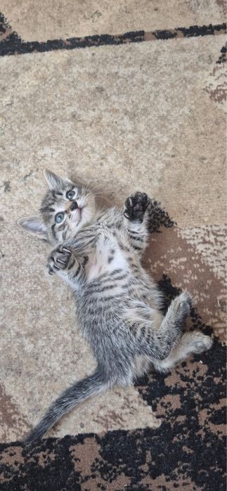 Отдам котят в добрые руки!!!
