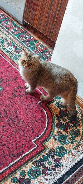 Британ залотая шиншиля 2 йош туғмаган
