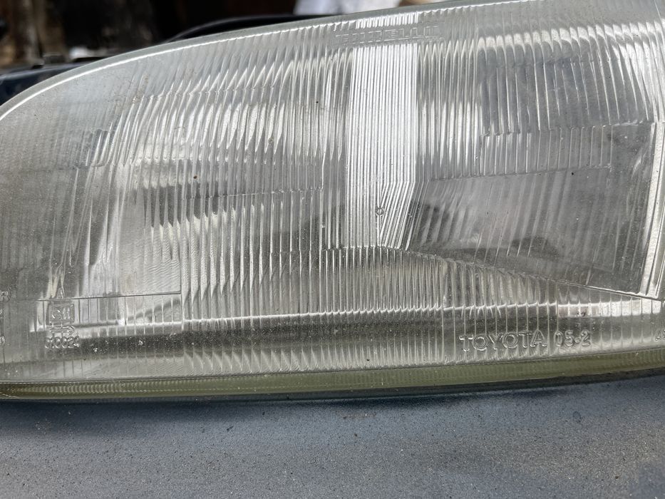 Карина Е привозной ноускат