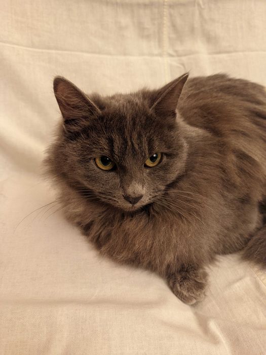 Кошка. Кот. Мушук. Mushuk.