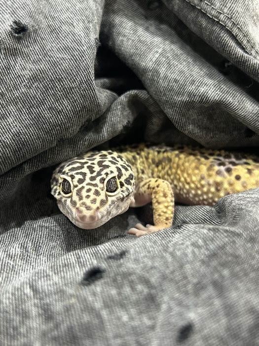 Эублефар вязка самец