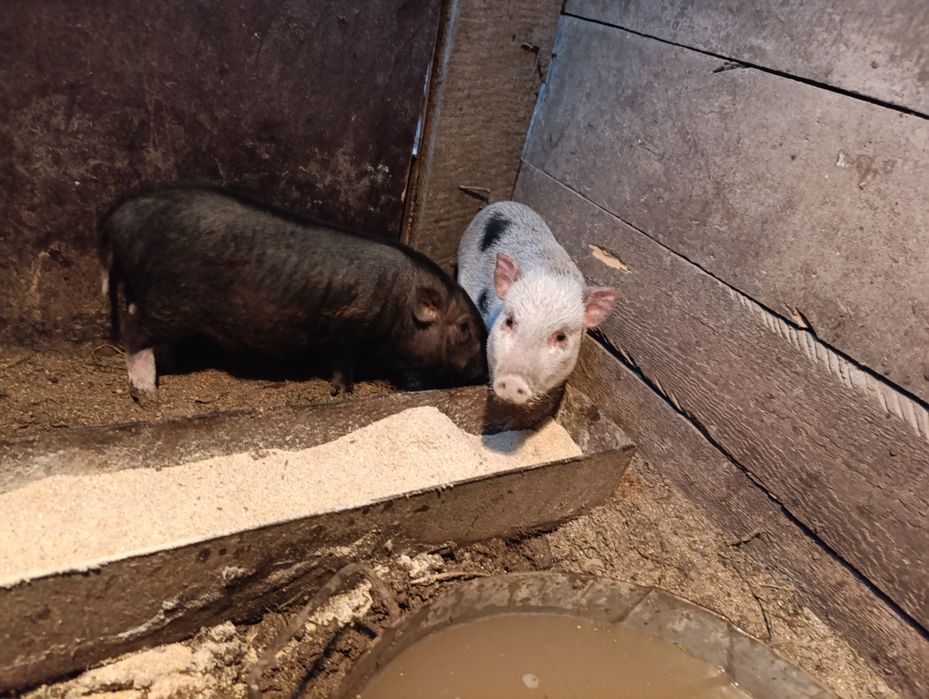 Продавам виетнамско прасе