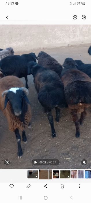 Qo‘ziquchqorlar sotiladi