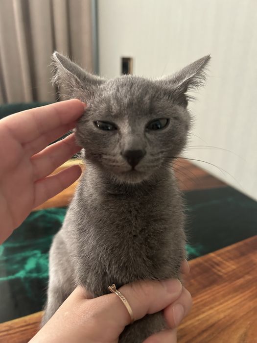 Отдам котенка в добрые руки
