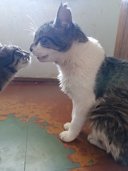 Отдаем кота в хорошие руки