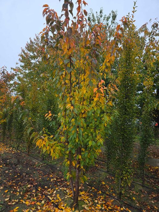 Arbori Foioși Premium: Mesteacăn, Tei, Platan, Arțar și Stejar