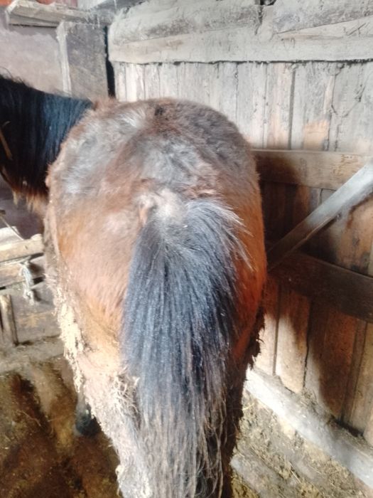 Обменяю на жерёбую.