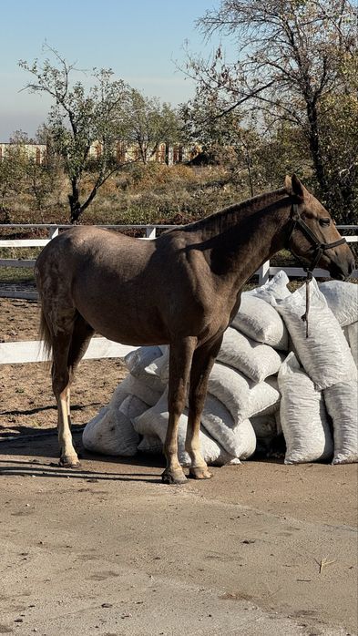 Продается жеребец англ-араб.