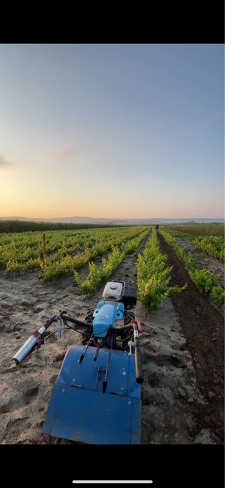 Butași viță de vie certificată!