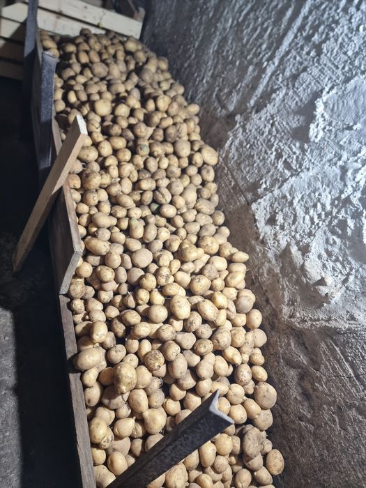 Продам дачный картофель