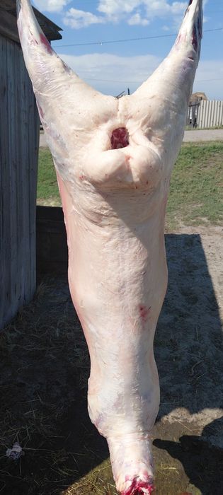 Продам свежее мясо баранины!