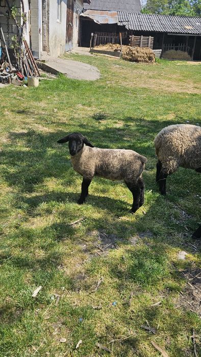 Berbecut Suffolk de vanzare