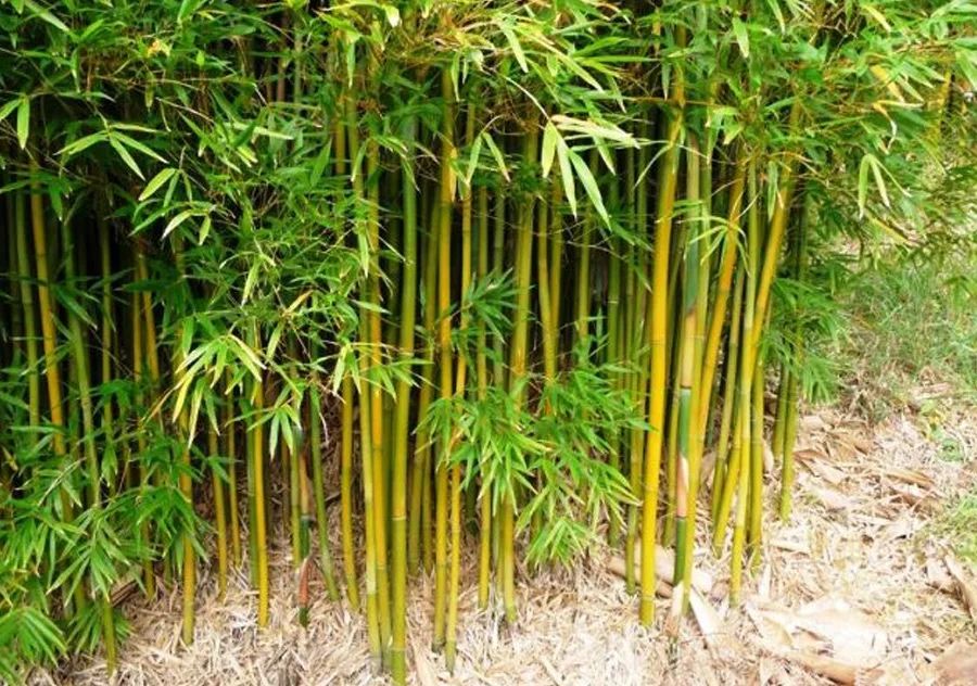 Бамбук тростинковый