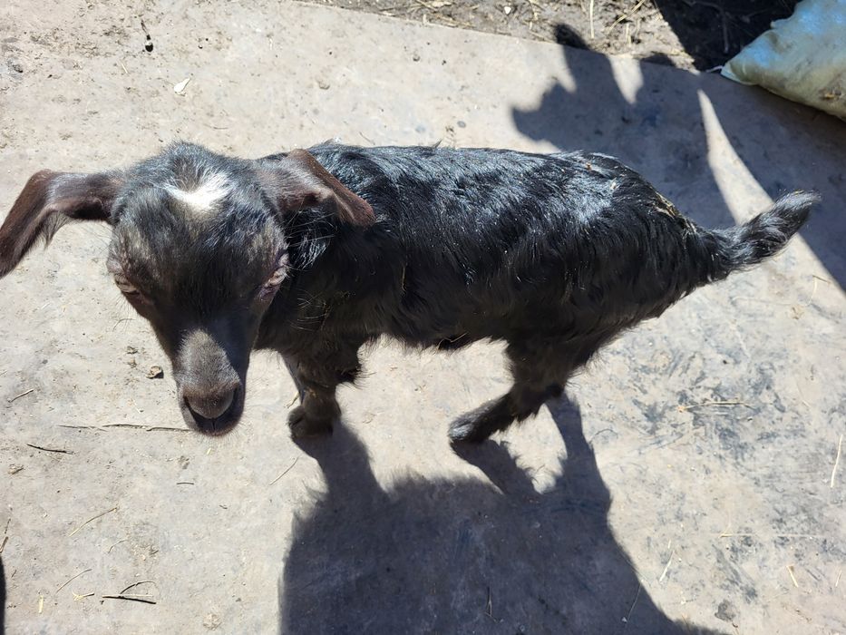 Козлята молочные