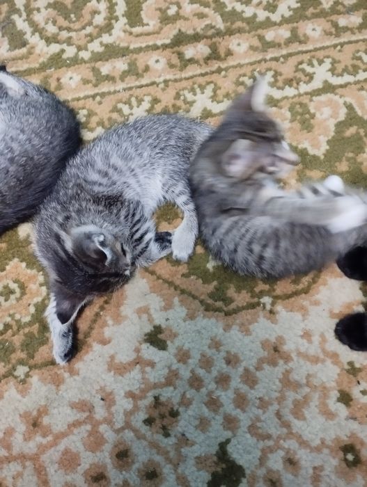 Дарю полосатиков домашних.