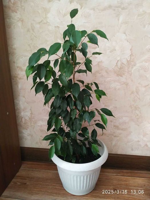 Фикус дерево Ficus