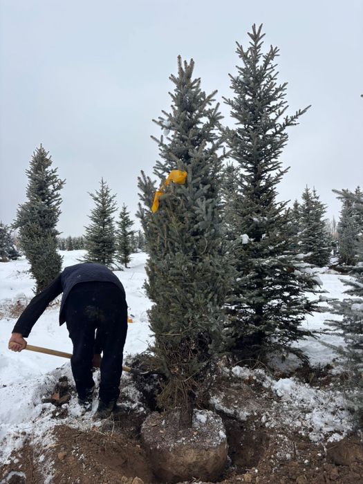 Голубые ели, Сибирские